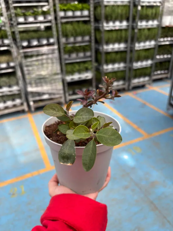 Capperi 14 V. 14 cm - Riviera Quality Societa' Agricola Cooperativa