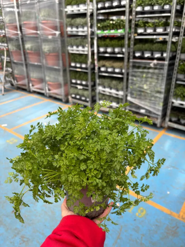 Cerfoglio 14 V. 14 cm - Riviera Quality Societa' Agricola Cooperativa