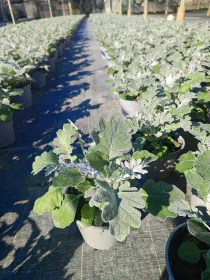 Cineraria marittima 14 V. 14 cm - Riviera Quality Societa' Agricola Cooperativa
