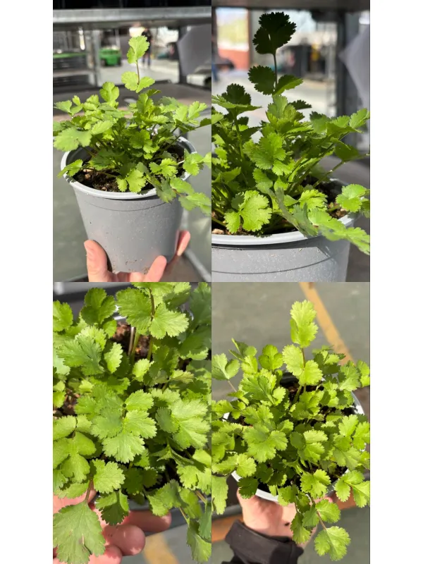 Coriandolo 14 V. 14 cm - Riviera Quality Societa' Agricola Cooperativa