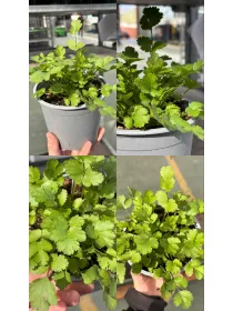 Coriandolo 14 V. 14 cm - Riviera Quality Societa' Agricola Cooperativa