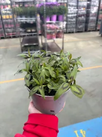 Coriandolo vietnamita 14 V. 14 cm - Riviera Quality Societa' Agricola Cooperativa