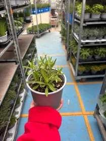 Dragoncello 14 V. 14 cm - Riviera Quality Societa' Agricola Cooperativa