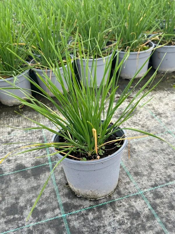 Erba aglina 14 V. 14 cm - Riviera Quality Societa' Agricola Cooperativa