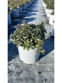 Erba pepe 14 V. 14 cm - Riviera Quality Societa' Agricola Cooperativa