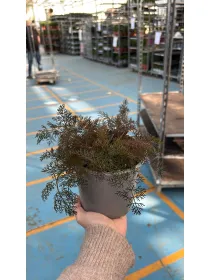 Finocchietto nero 'smokey' 14 V. 14 cm - Riviera Quality Societa' Agricola Cooperativa