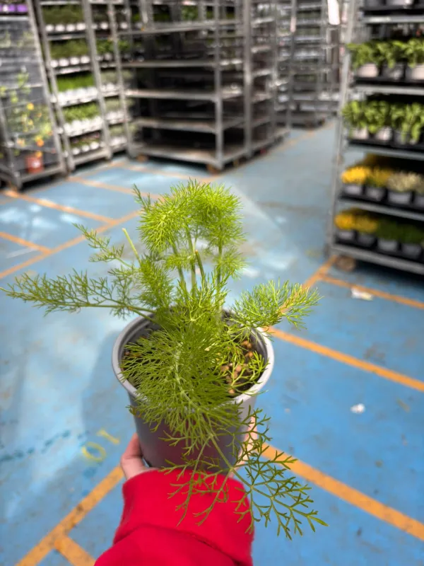 Finocchietto selvatico 14 V. 14 cm - Riviera Quality Societa' Agricola Cooperativa