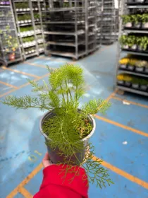 Finocchietto selvatico 14 V. 14 cm - Riviera Quality Societa' Agricola Cooperativa