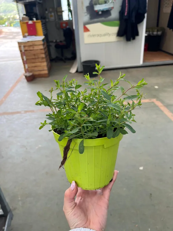 Iperico 14 V. 14 cm - Riviera Quality Societa' Agricola Cooperativa