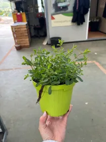 Iperico 14 V. 14 cm - Riviera Quality Societa' Agricola Cooperativa