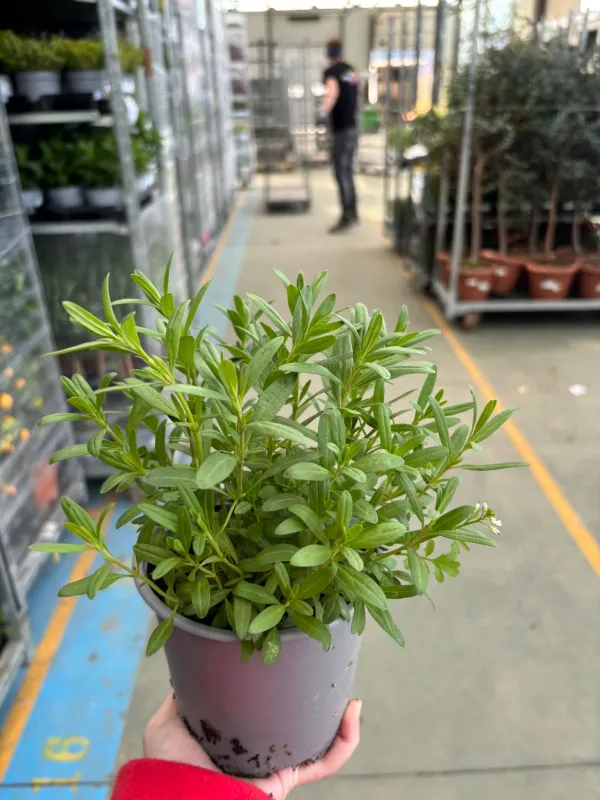 Issopo 14 V. 14 cm - Riviera Quality Societa' Agricola Cooperativa