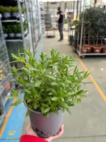 Issopo 14 V. 14 cm - Riviera Quality Societa' Agricola Cooperativa