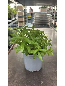 Limoncino-cedrina 14 V. 14 cm - Riviera Quality Societa' Agricola Cooperativa