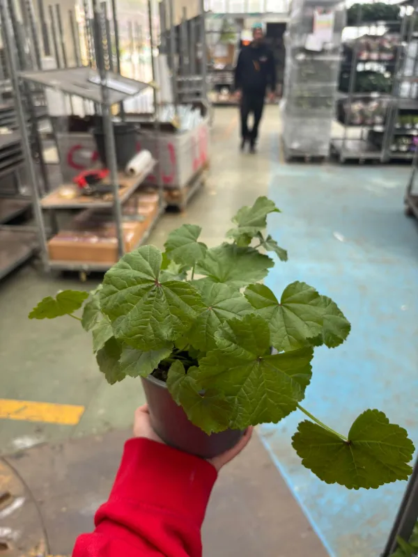 Malva 14 V. 14 cm - Riviera Quality Societa' Agricola Cooperativa