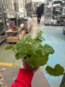 Malva 14 V. 14 cm - Riviera Quality Societa' Agricola Cooperativa