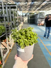 Origano cubano 14 V. 14 cm - Riviera Quality Societa' Agricola Cooperativa