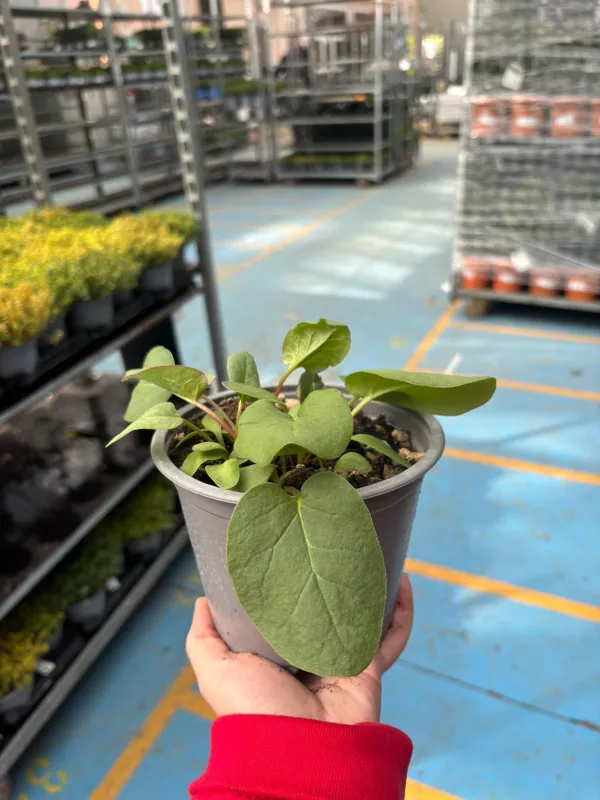 Rabarbaro 14 V. 14 cm - Riviera Quality Societa' Agricola Cooperativa