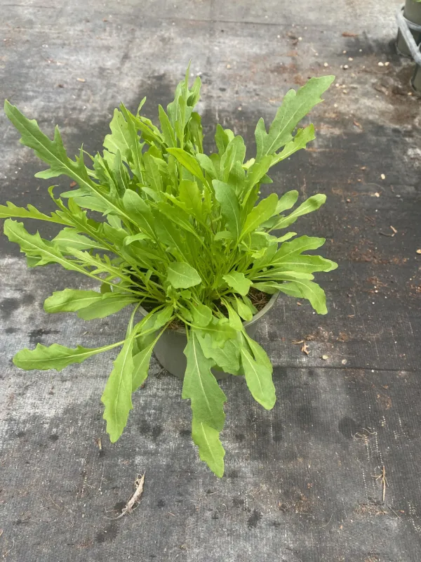 Rucola 14 V. 14 cm - Riviera Quality Societa' Agricola Cooperativa