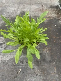 Rucola 14 V. 14 cm - Riviera Quality Societa' Agricola Cooperativa