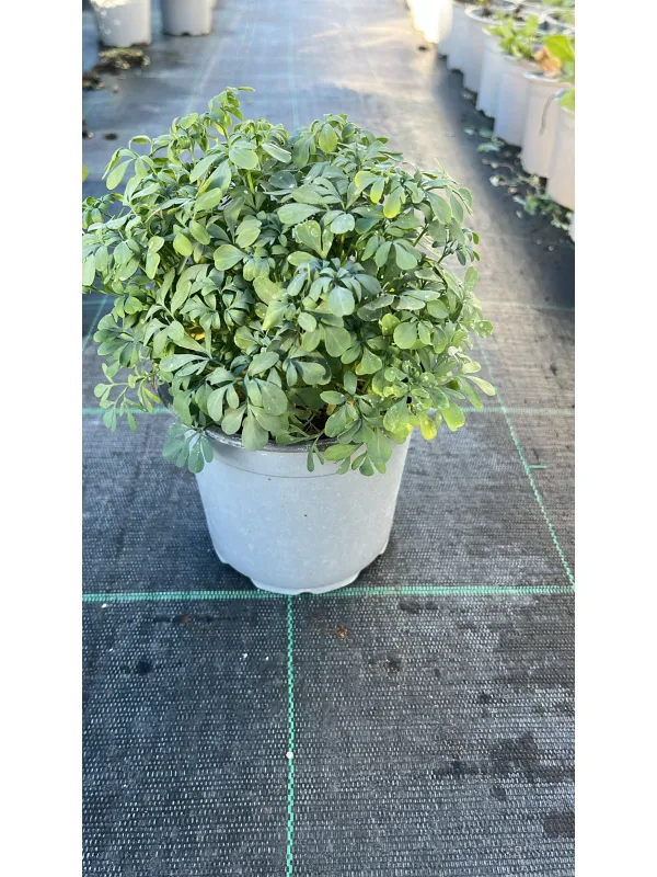 Ruta 14 V. 14 cm - Riviera Quality Societa' Agricola Cooperativa