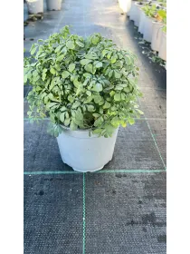 Ruta 14 V. 14 cm - Riviera Quality Societa' Agricola Cooperativa