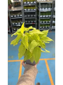 Salvia melone 14 V. 14 cm - Riviera Quality Societa' Agricola Cooperativa