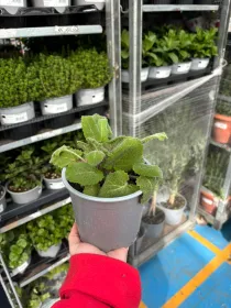 Salvia sclarea 14 V. 14 cm - Riviera Quality Societa' Agricola Cooperativa