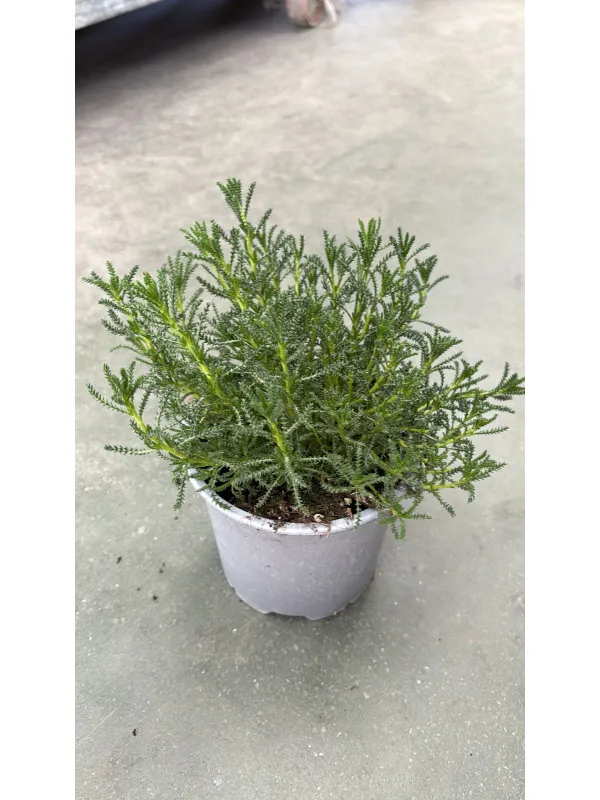 Santolina verde (viridis) 14 V. 14 cm - Riviera Quality Societa' Agricola Cooperativa