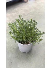 Santolina verde (viridis) 14 V. 14 cm - Riviera Quality Societa' Agricola Cooperativa