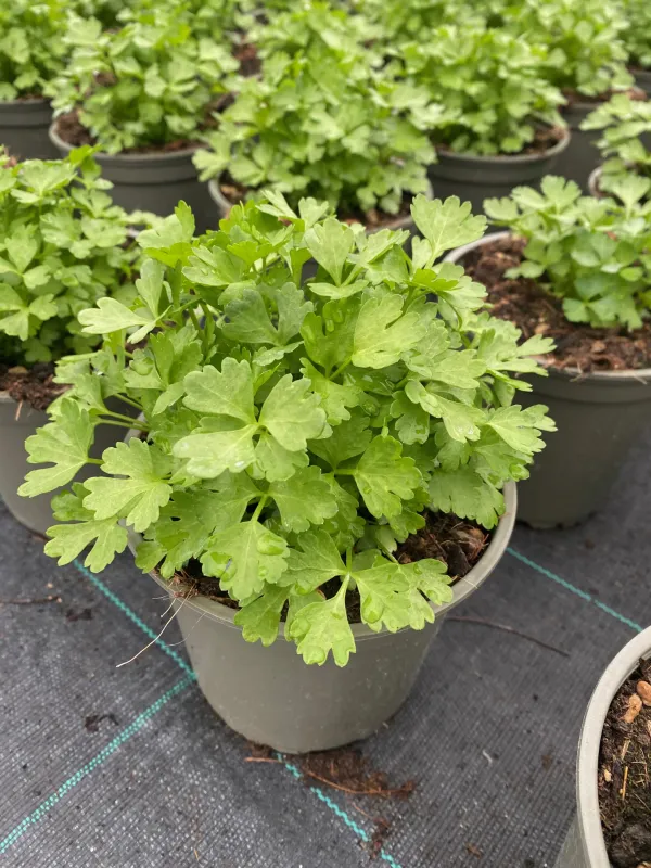 Sedano 14 V. 14 cm - Riviera Quality Societa' Agricola Cooperativa