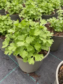 Sedano 14 V. 14 cm - Riviera Quality Societa' Agricola Cooperativa