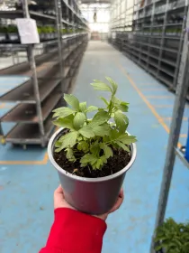 Sedano di monte 14 V. 14 cm - Riviera Quality Societa' Agricola Cooperativa