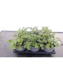 Senape 14 V. 14 cm - Riviera Quality Societa' Agricola Cooperativa