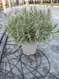 Lavanda ang. dwarf blue 18 V. 18 cm - Riviera Quality Societa' Agricola Cooperativa