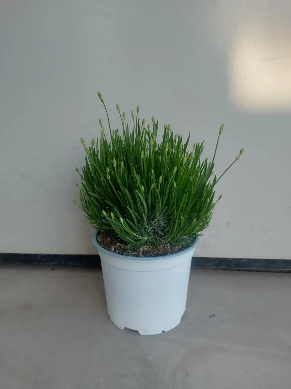 Lavanda artic snow 18 V. 18 cm - Riviera Quality Societa' Agricola Cooperativa