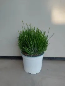 Lavanda artic snow 18 V. 18 cm - Riviera Quality Societa' Agricola Cooperativa