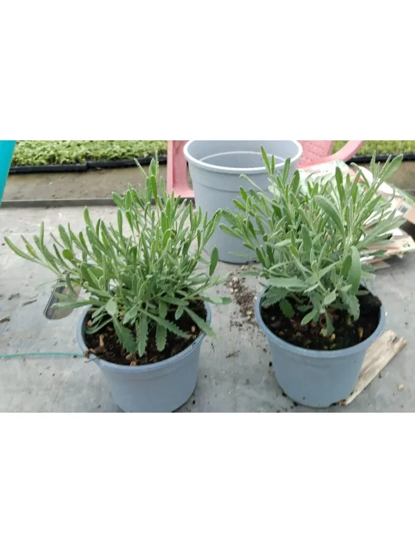 Lavanda dentata 14 V. 14 cm - Riviera Quality Societa' Agricola Cooperativa