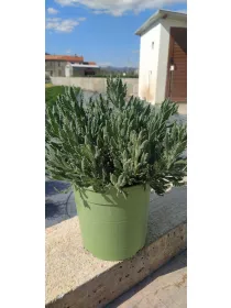 Lavanda dentata 18 V. 21 cm - Riviera Quality Societa' Agricola Cooperativa