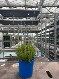 Lavanda dentata inglese 18 V. 18 cm - Riviera Quality Societa' Agricola Cooperativa