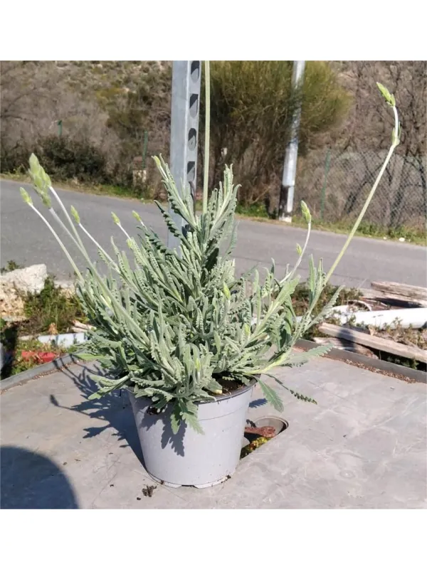 Lavanda goodwing 14 V. 14 cm - Riviera Quality Societa' Agricola Cooperativa