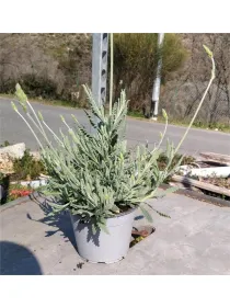 Lavanda goodwing 14 V. 14 cm - Riviera Quality Societa' Agricola Cooperativa