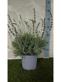 Lavanda goodwing 18 V. 18 cm - Riviera Quality Societa' Agricola Cooperativa
