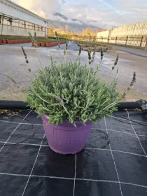 Lavanda goodwing 25 V. 25 cm - Riviera Quality Societa' Agricola Cooperativa