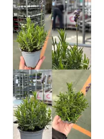Lavanda hidcote 9 V. 9 cm - Riviera Quality Societa' Agricola Cooperativa