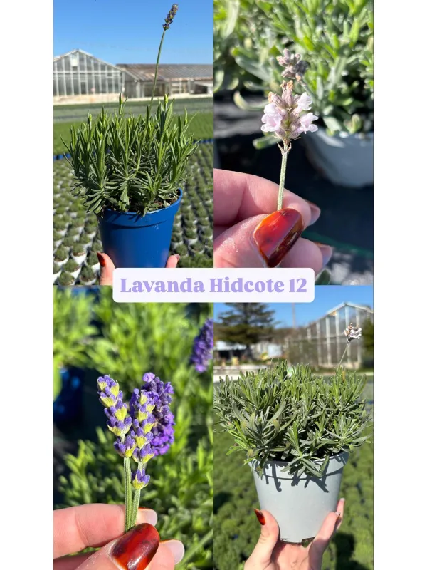 Lavanda hidcote 12 V. 12 cm - Riviera Quality Societa' Agricola Cooperativa