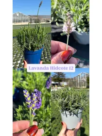 Lavanda hidcote 12 V. 12 cm - Riviera Quality Societa' Agricola Cooperativa