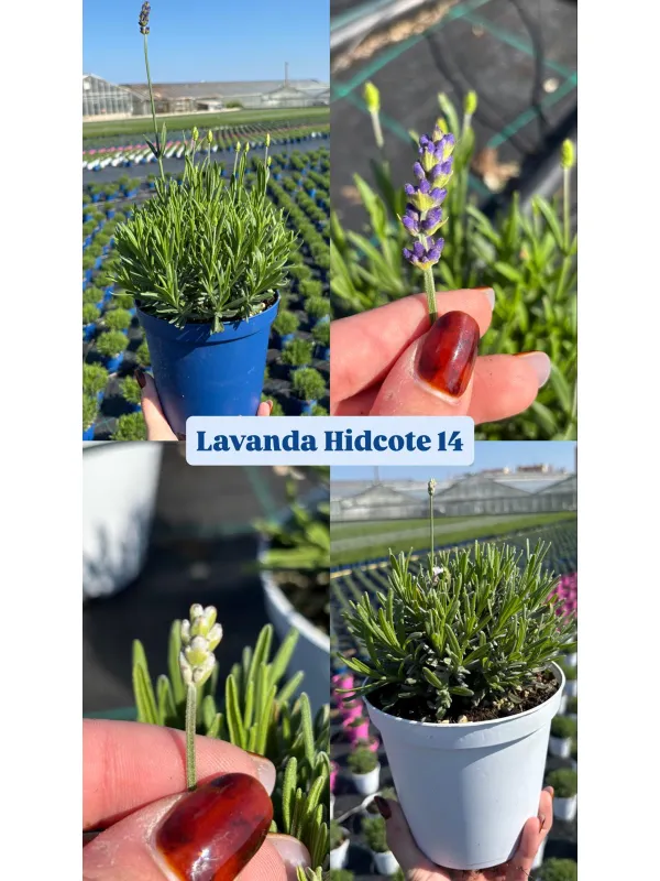 Lavanda hidcote 14 V. 14 cm - Riviera Quality Societa' Agricola Cooperativa