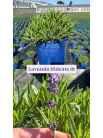 Lavanda hidcote 18 V. 18 cm - Riviera Quality Societa' Agricola Cooperativa