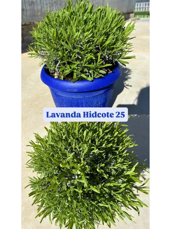 Lavanda hidcote 25 V. 25 cm - Riviera Quality Societa' Agricola Cooperativa