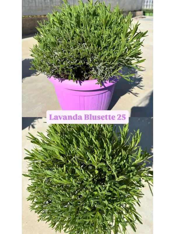 Lavanda hidcote blusette 25 V. 25 cm - Riviera Quality Societa' Agricola Cooperativa